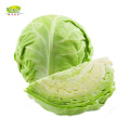 Chinese Fresh Cabbage Bulk Price